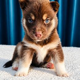 Female 2 - Red and white female Siberian Husky puppy in Pennsylvania from Breezy Valley Siberians