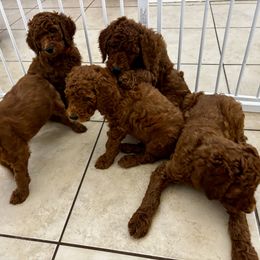Poodle Puppies from Orange Grounds Poodles