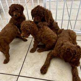 Poodle Puppies from Orange Grounds Poodles