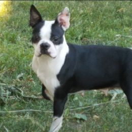 Boston Terriers and French Bulldogs from Sharp Dressed Bostons & Frenchies