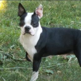 Boston Terriers and French Bulldogs from Sharp Dressed Bostons & Frenchies