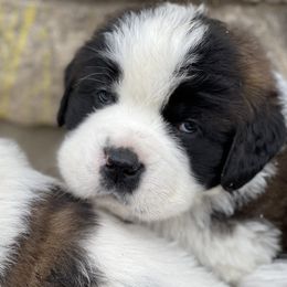 Saint Bernard Puppies from Northwoods Saint Bernards