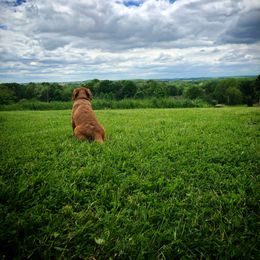 Labrador Retriever Puppies from Shadow Run Labradors