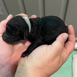 Light blue collar - Black male Goldendoodle puppy in Fairfield, California from Twin Sisters Doodles