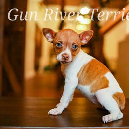 Sable girl 2 - Red white and sable female Rat Terrier puppy in Allegan, Michigan from Gun River Terriers