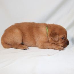 Matcha - Dark golden male Golden Retriever puppy in New Weston, Ohio from Bertke AKC Golden Retrievers and Bernese Mountain Dogs