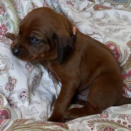 Orange Boy - Red male Redbone Coonhound puppy in Shreveport, Louisiana from BAFERD Kennels