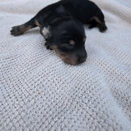 Dove - Black and tan female Dachshund puppy in Great Falls, Montana from Green Dragon Kennel
