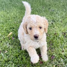 Boo - Yellow and white female Bernedoodle puppy in Springville, Utah from Oodles of Bernedoodles