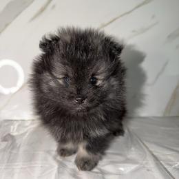 Steal - Wolf sable male Pomeranian puppy in Scio, Oregon from Mac Daddy Poms