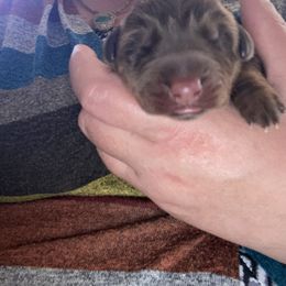 Doberman Pinscher Puppies from Fox Farm Kennel