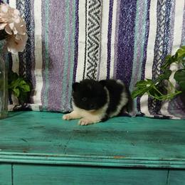 Ronan - Black parti male Pomeranian puppy in Ada, Oklahoma from Once Upon A Fluff