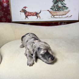 Cookie - Dapple female Dachshund puppy in Kissimmee, Florida from Mini Doxie Cuties