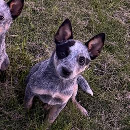 Jolene - Blue speckled female Australian Cattle Dog puppy in Orion, Illinois from Country View Kennel and Training