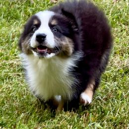 Harry - Black tri male Miniature Australian Shepherd puppy in Patterson, North Carolina from DreamLine Aussies