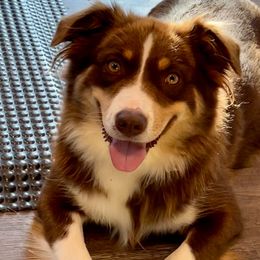 Dallas - Miniature Australian Shepherd