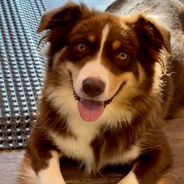Dallas - Miniature Australian Shepherd