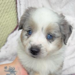 Fizz - Blue merle female Miniature Australian Shepherd puppy in Murfreesboro, Tennessee from Skye’s Waggin’ Aussies