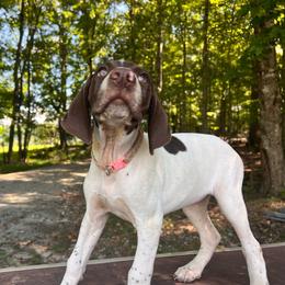 Clara - Liver and white female German Shorthaired Pointer puppy in Dugspur, Virginia from Pilgrims Trails Shorthairs