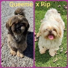 Shih Tzu puppies from Locust Creek Shih Tzu & Havanese