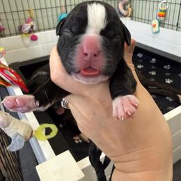 Red Collar Male - Brindle male Boxer puppy in Alpine, New York from Kickin Rooster AKC Boxers