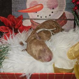 Athena - Red  female Goldendoodle puppy in Boise, Idaho from Goldendoodle Baby