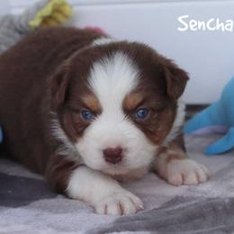 Sencha - Red tri female Miniature Australian Shepherd puppy in Garden Plain, Kansas from Krazy K Aussies