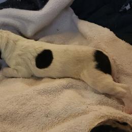 Piebald female - Black and white female Great Dane puppy in Gig Harbor, Washington from Lakaya Danes