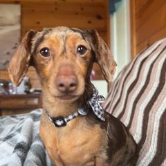 Mia - Dachshund