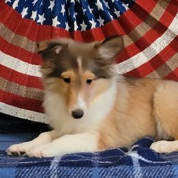 Malechite - Sable and white male Shetland Sheepdog puppy in Altha, Florida from Hill Top Shelties