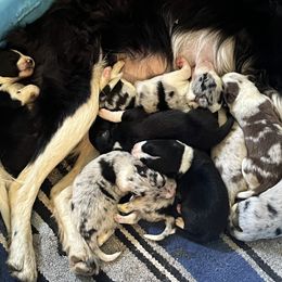 Border Collie Puppies from By Design Farm