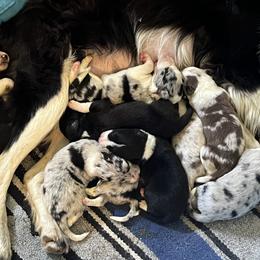 Border Collie Puppies from By Design Farm