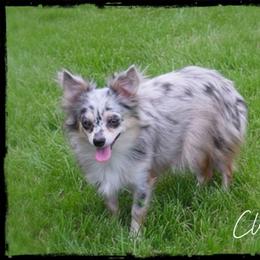 Cloudy - Chihuahua