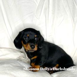 Dachshund Puppies from Shannon Dolly’s Dachshunds