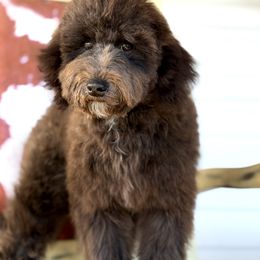 Buddy - Black male Whoodle puppy in Youngstown, Florida from Wonderland’s Boujie Kennels