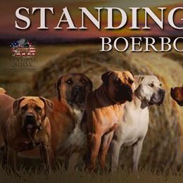 Boerboel puppies from Standing Stone Boerboels