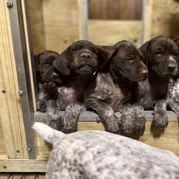 German Shorthaired Pointer Puppies from Harris Enterprise & Kennels LLC