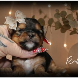 Ruby - Black and gold female Yorkshire Terrier puppy in Warren, Michigan from Danielle's Yorkie Babies