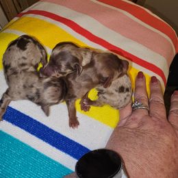 Dolly - Chocolate female Dachshund puppy in Strong, Arkansas from Dachshunds R Us