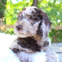 Banner - Green collar - Merle male Labradoodle puppy in Grants Pass, Oregon from Oregon Valley Pups