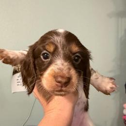Lana - Piebald female Dachshund puppy in Irving, Texas from DFW Dachshunds by G & S