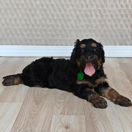 Han - Phantom male Bernedoodle puppy in Guthrie, Oklahoma from Edmond Doodles, LLC