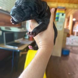 Peach collar - Black female Great Dane puppy in Corsica, Pennsylvania from Ferguson Family Danes LLC