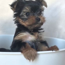 Yorkshire Terrier Puppies from Pretty Li'l Yorkies