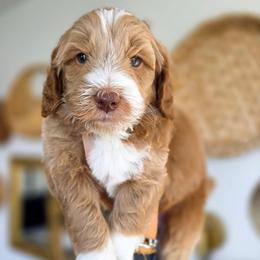 Cosmo - Red  male Goldendoodle puppy in Moses Lake, Washington from Macy Meadows Doodles
