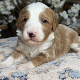 Gray-noodle - Red male Bernedoodle puppy in Yuciapa, California from AlltheDoodlez_