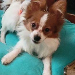 Papillon Puppies from Kimberly Brannon's Papillons