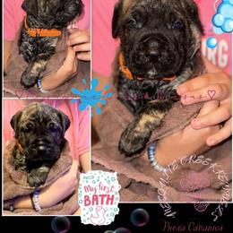 Perro de Presa Canario Puppies from Mesquite Creek Kennels