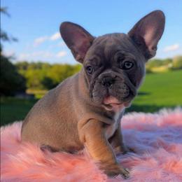 Lyra - Blue fawn female French Bulldog puppy in Fort Atkinson, Wisconsin from Bishop Bullyz