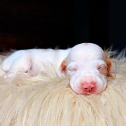 Jolene - Piebald female Dachshund puppy in Washburn, Tennessee from Clinch Mountain Dachshunds